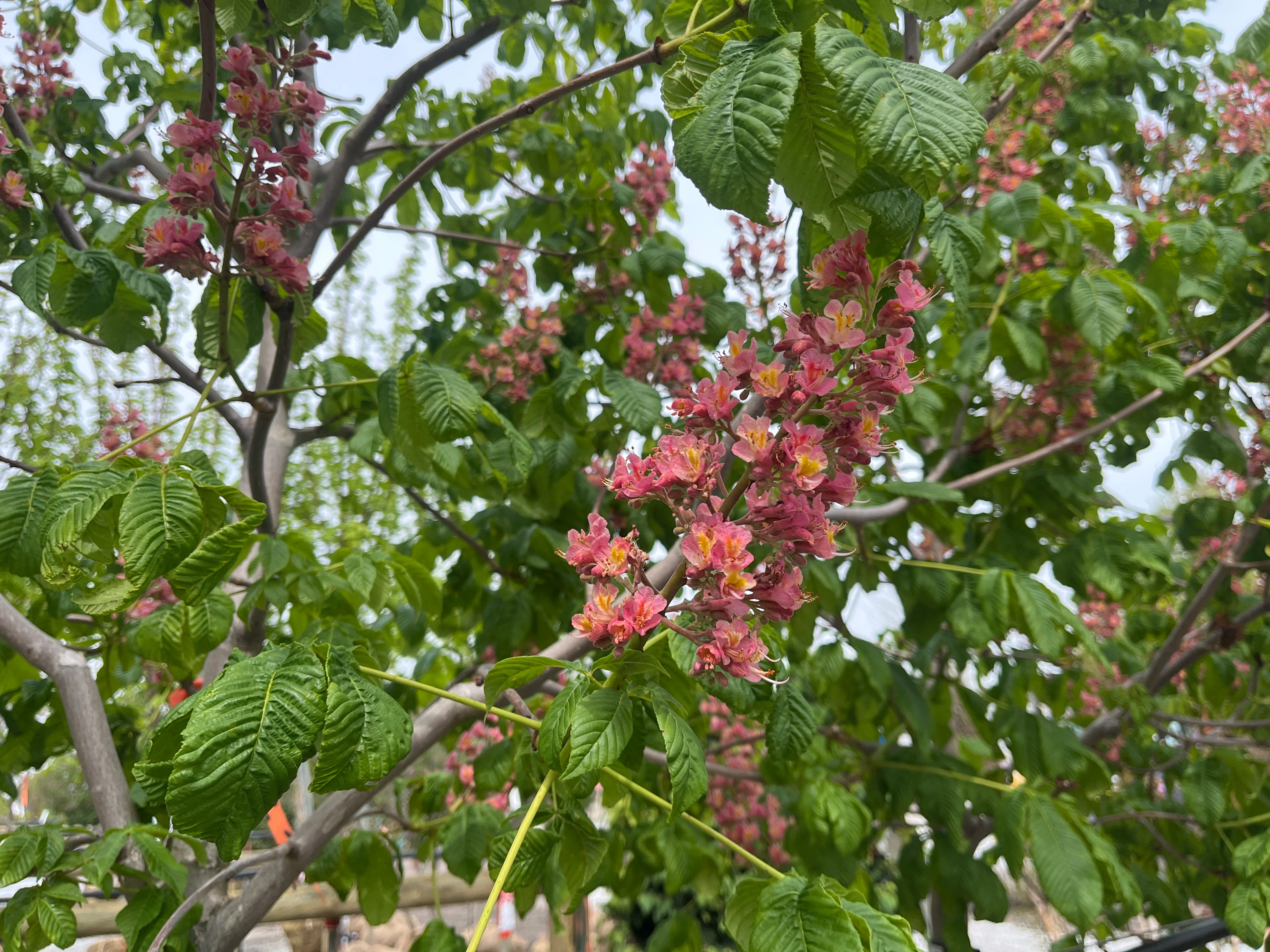 Fort McNair Red Horse Chestnut - Aesculus x carnea - Ball & Burlap Tree (Multiple Sizes) - Image 3