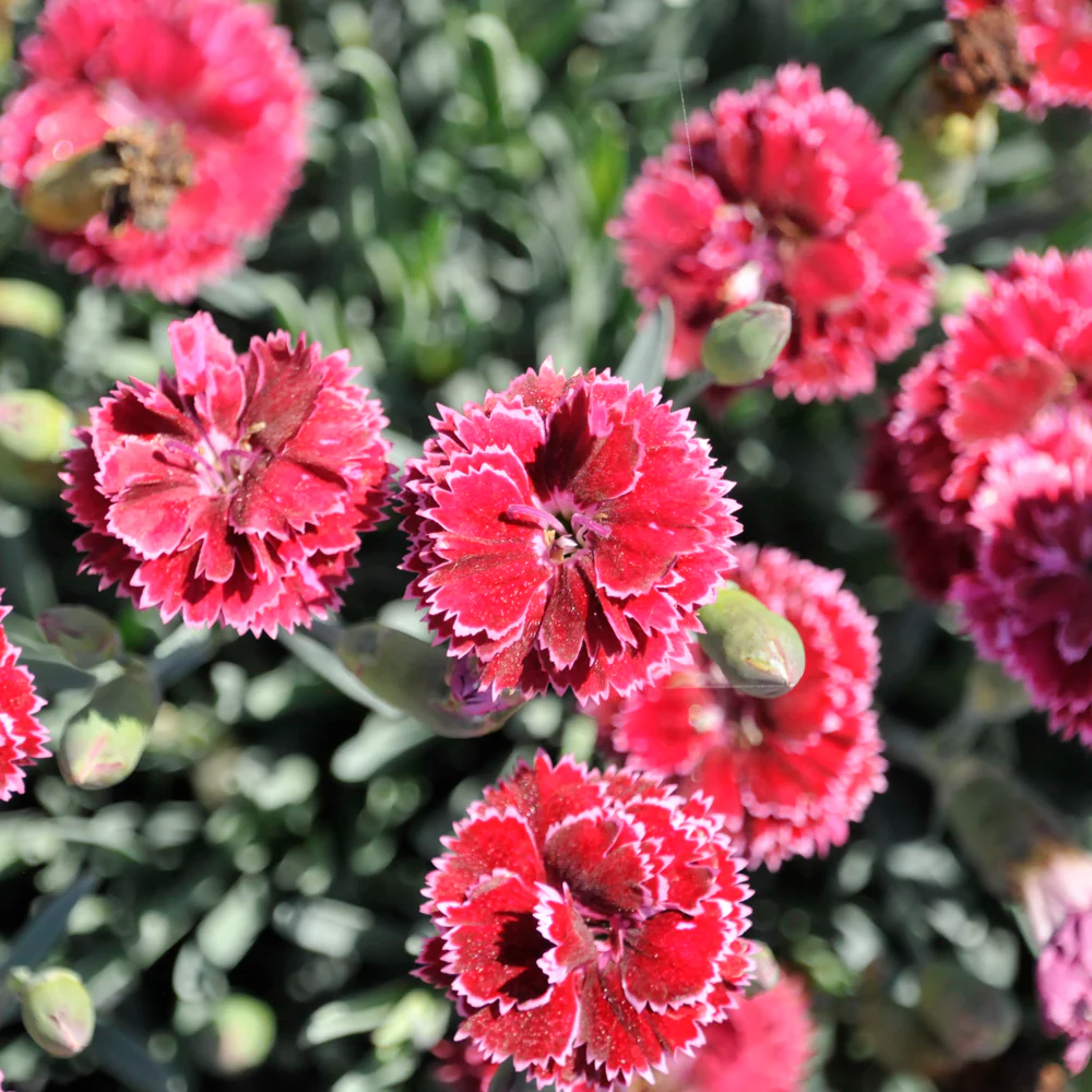 Fruit Punch & Black Cherry Frost Pinks (Dianthus) - 1 Quart Pot