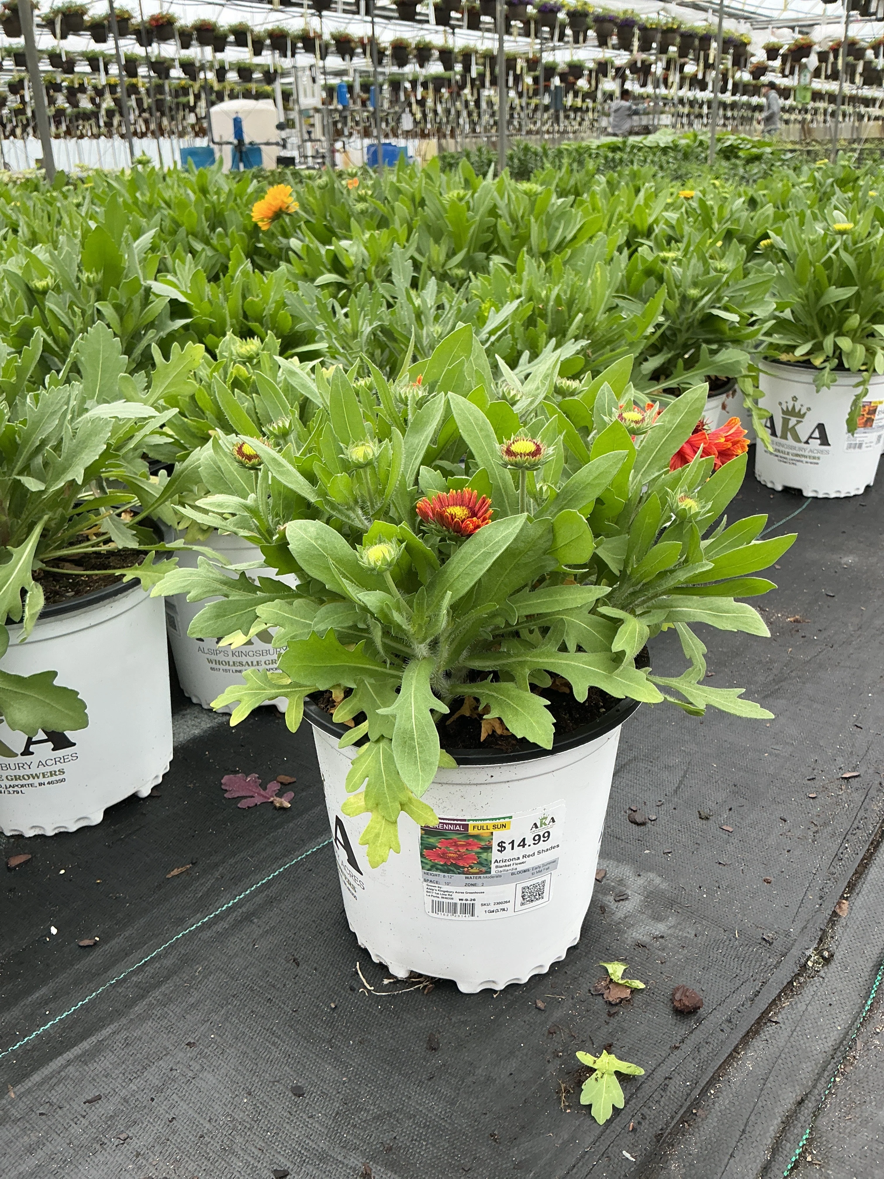 Gaillardia Blanket Flower Arizona Red Shades - 8" Potted Perennial - Image 2