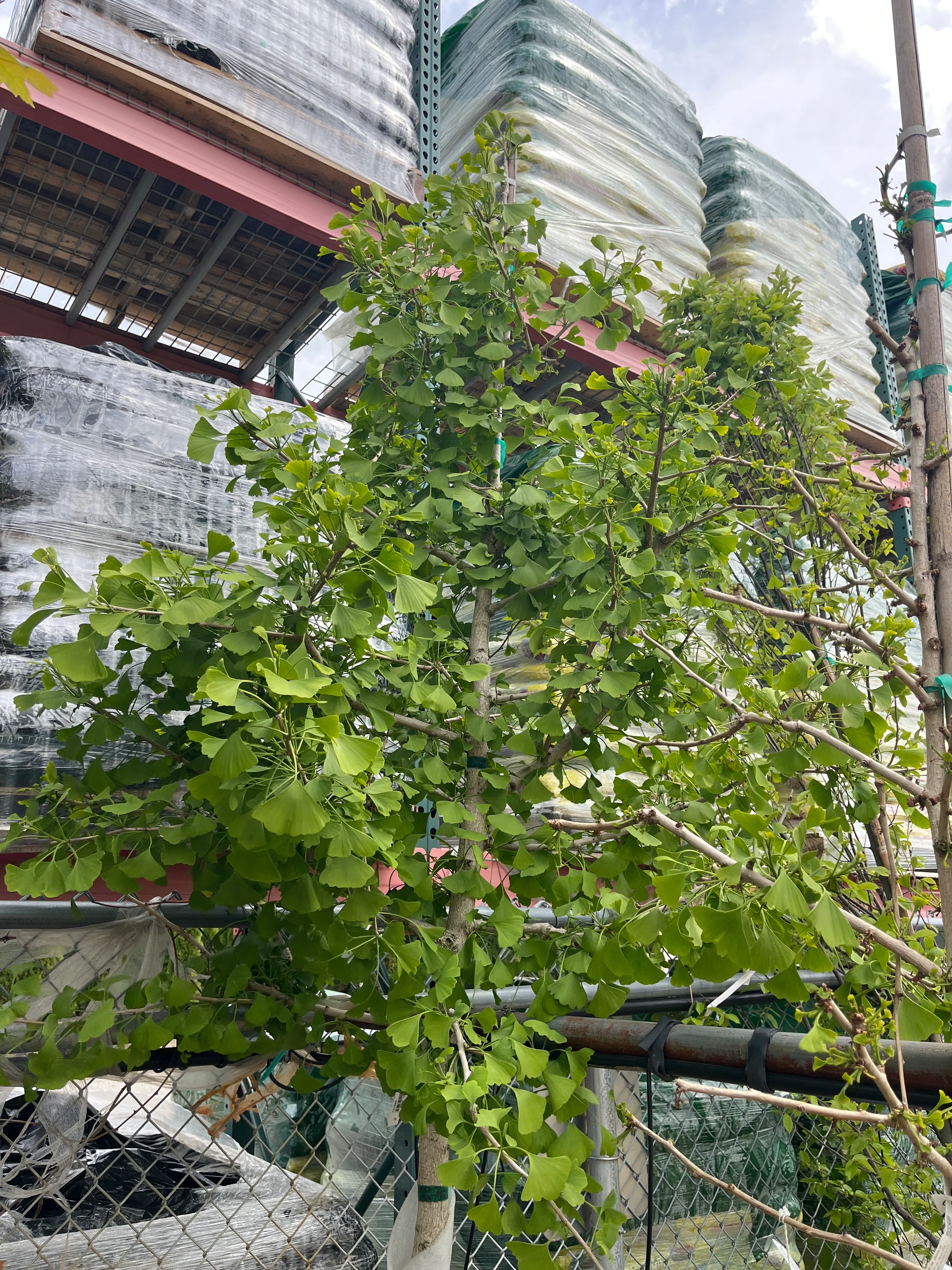 Autumn Gold Ginkgo - Ginkgo biloba - 15 Gallon Potted Tree - Image 2