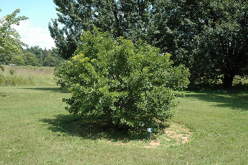 Jade Butterflies Ginkgo - Ginkgo biloba 'Jade Butterflies' - 3-4 Foot Ball & Burlap Tree - Image 2