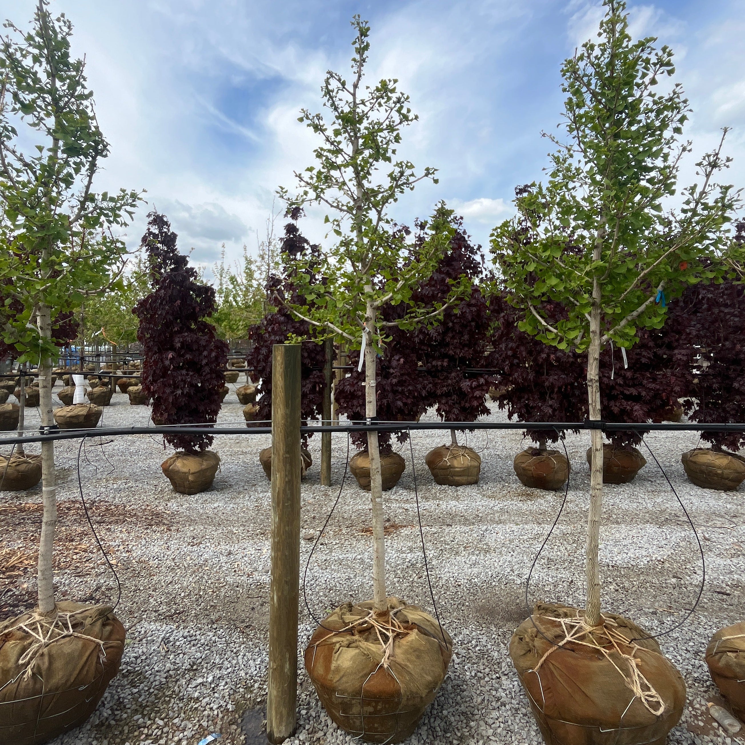 Princeton Sentry Ginkgo - Ginkgo biloba - Ball & Burlap Tree (Multiple Sizes)