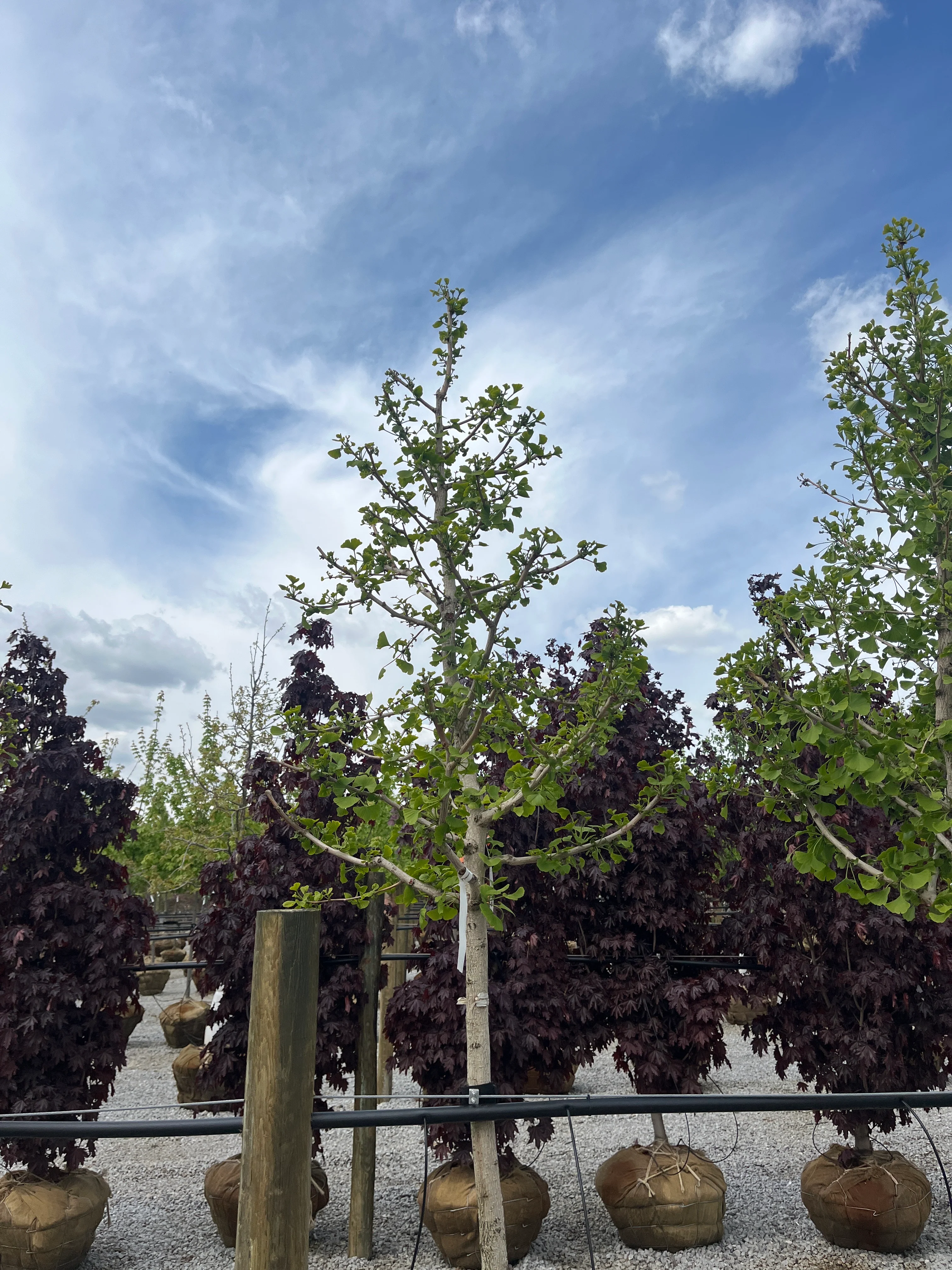 Princeton Sentry Ginkgo - Ginkgo biloba - Ball & Burlap Tree (Multiple Sizes) - Image 2