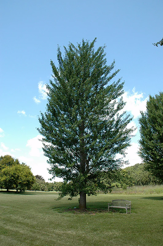 Princeton Sentry Ginkgo - Ginkgo biloba - Ball & Burlap Tree (Multiple Sizes) - Image 3