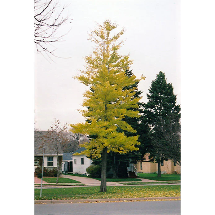 Princeton Sentry Ginkgo - Ginkgo biloba - Ball & Burlap Tree (Multiple Sizes) - Image 4
