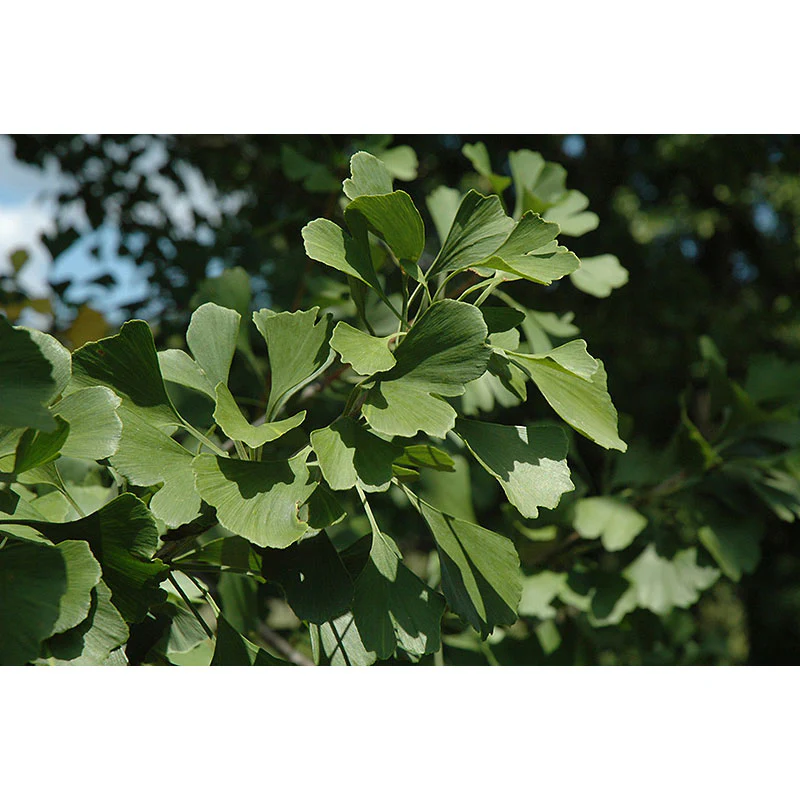 Princeton Sentry Ginkgo - Ginkgo biloba - Ball & Burlap Tree (Multiple Sizes) - Image 5