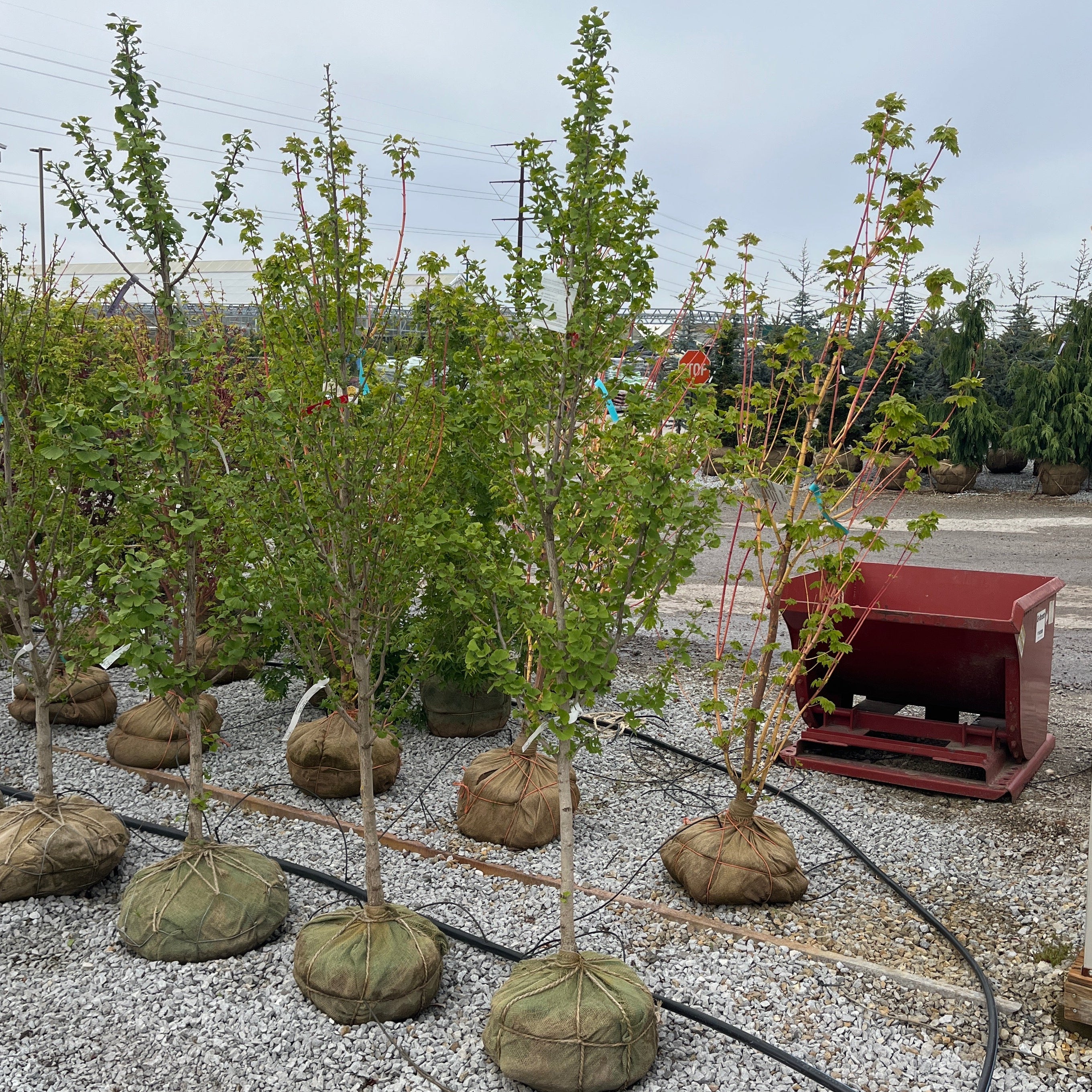 Autumn Gold Ginkgo - Ginkgo biloba - Ball & Burlap Tree (Multiple Sizes) - Image 4