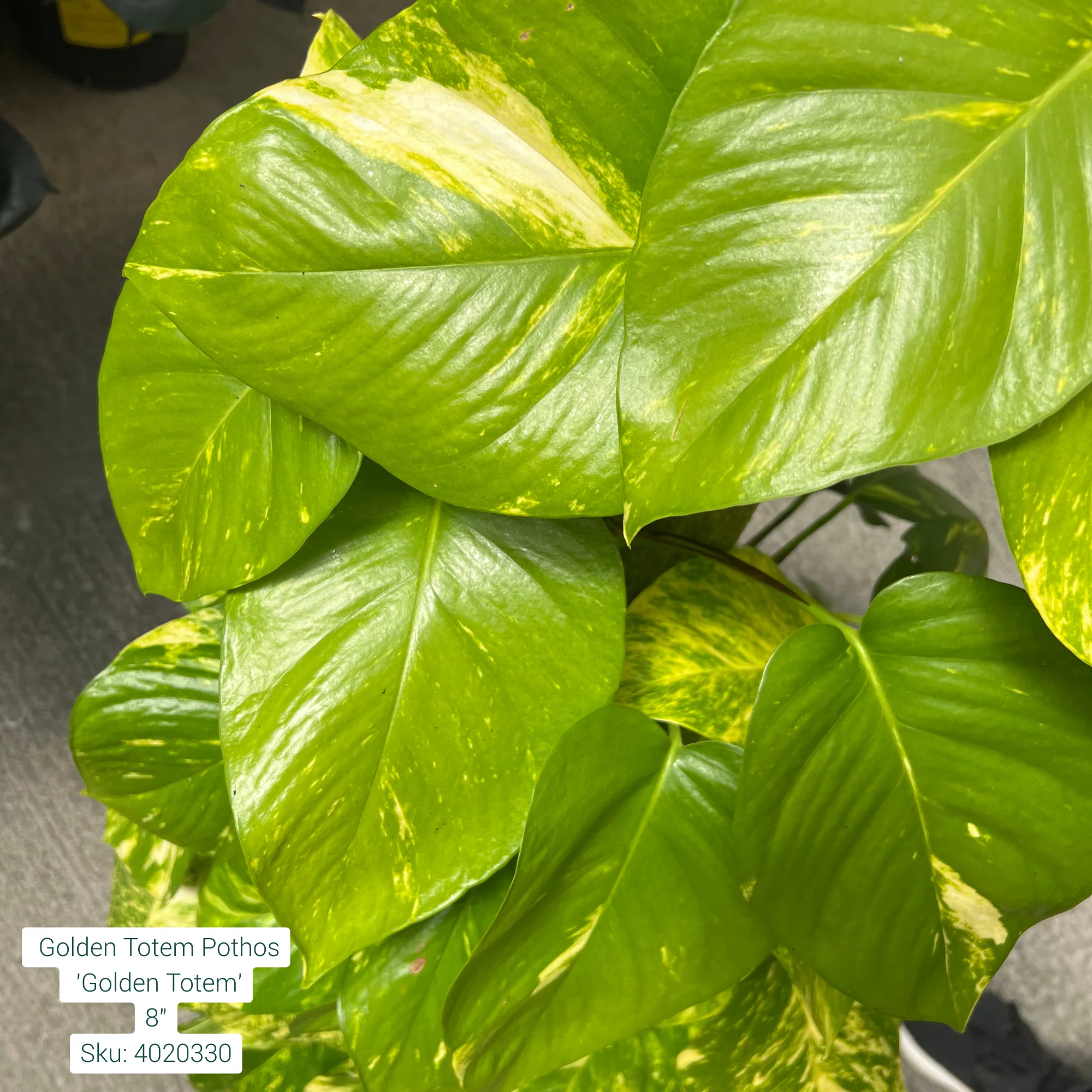 Golden Totem Pothos 'Golden Totem' 8in Pot - Image 2