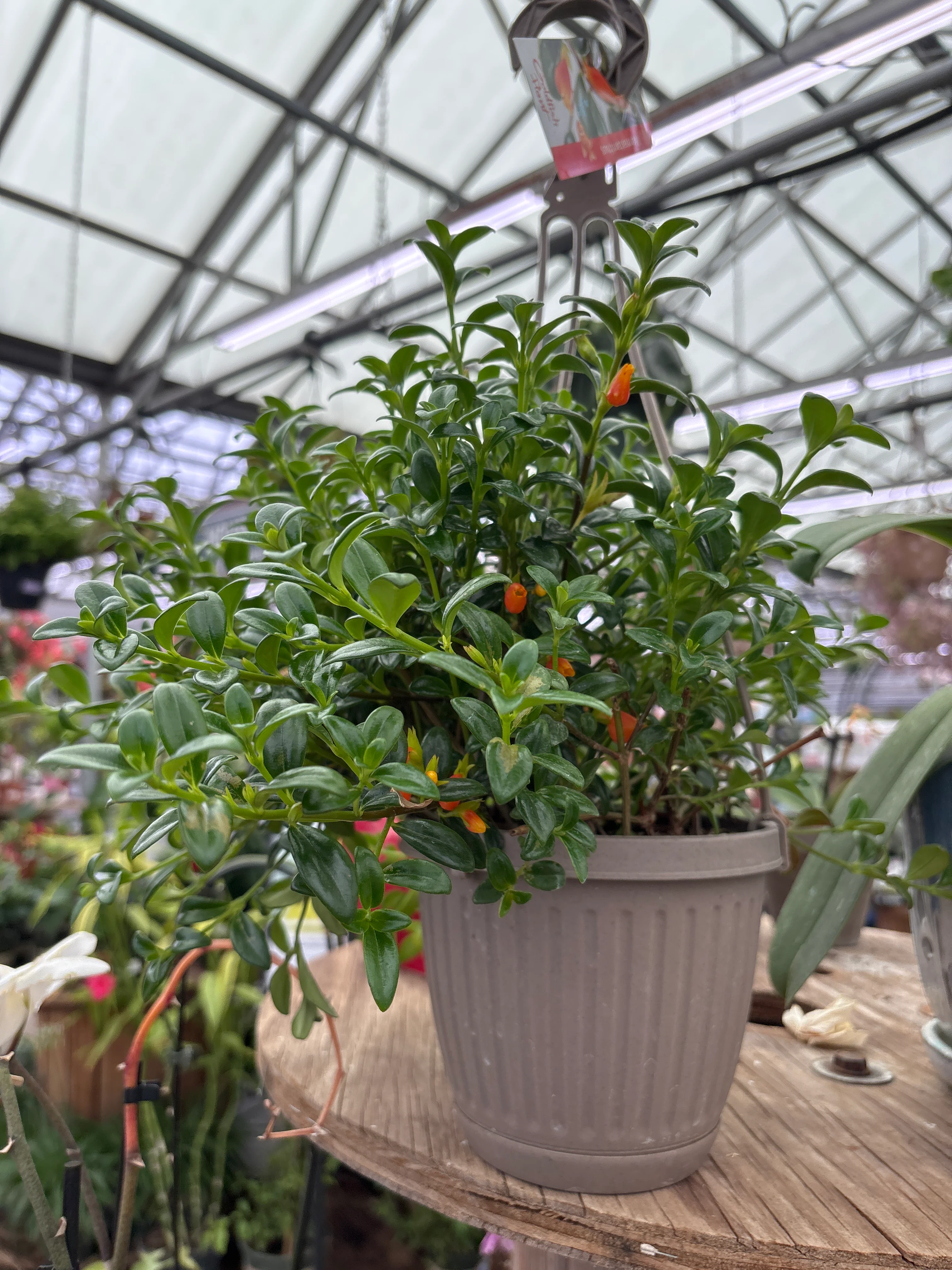 Goldfish Plant - Nematanthus gregarius - 6" Hanging Basket