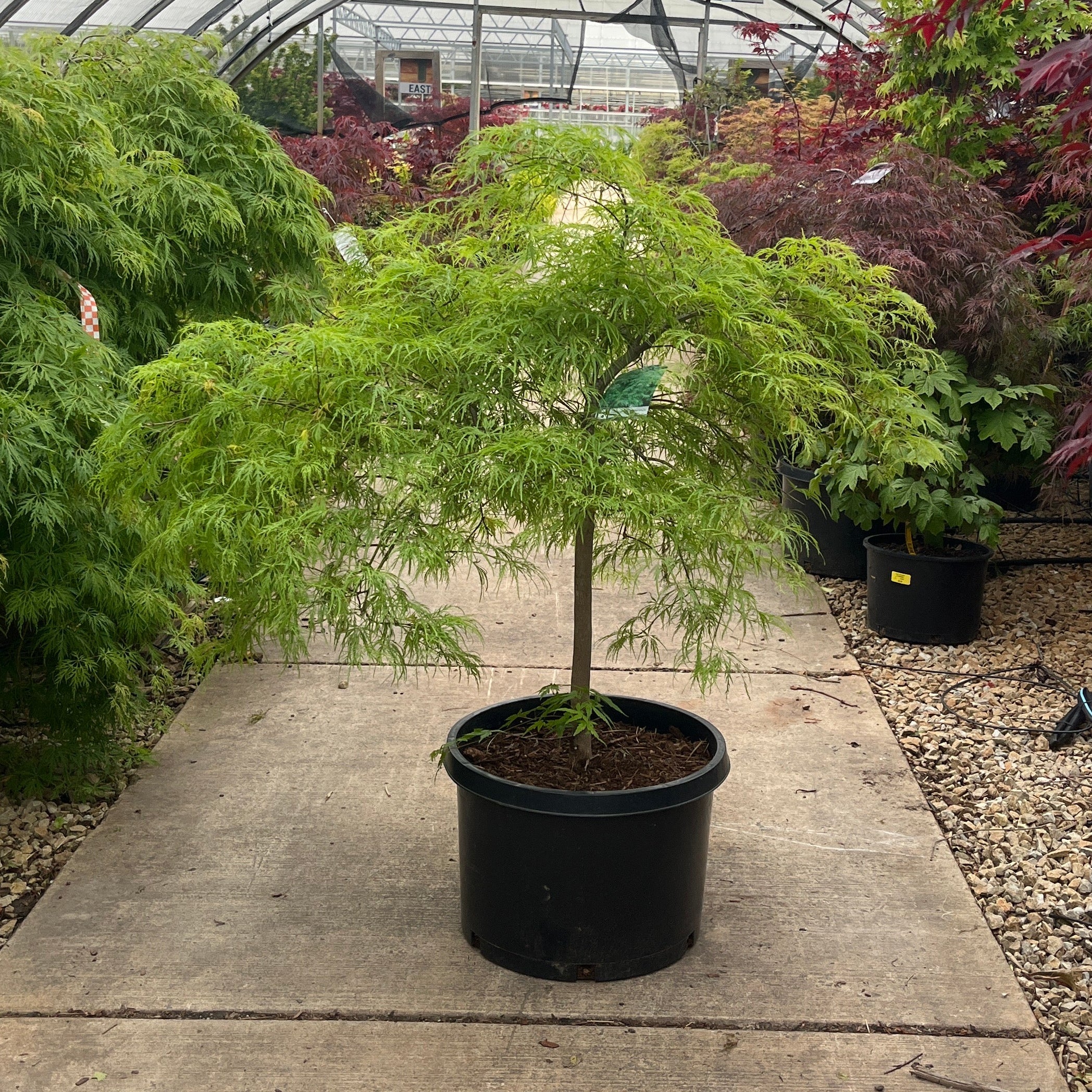 MAPLE JAPANESE VIRDIS