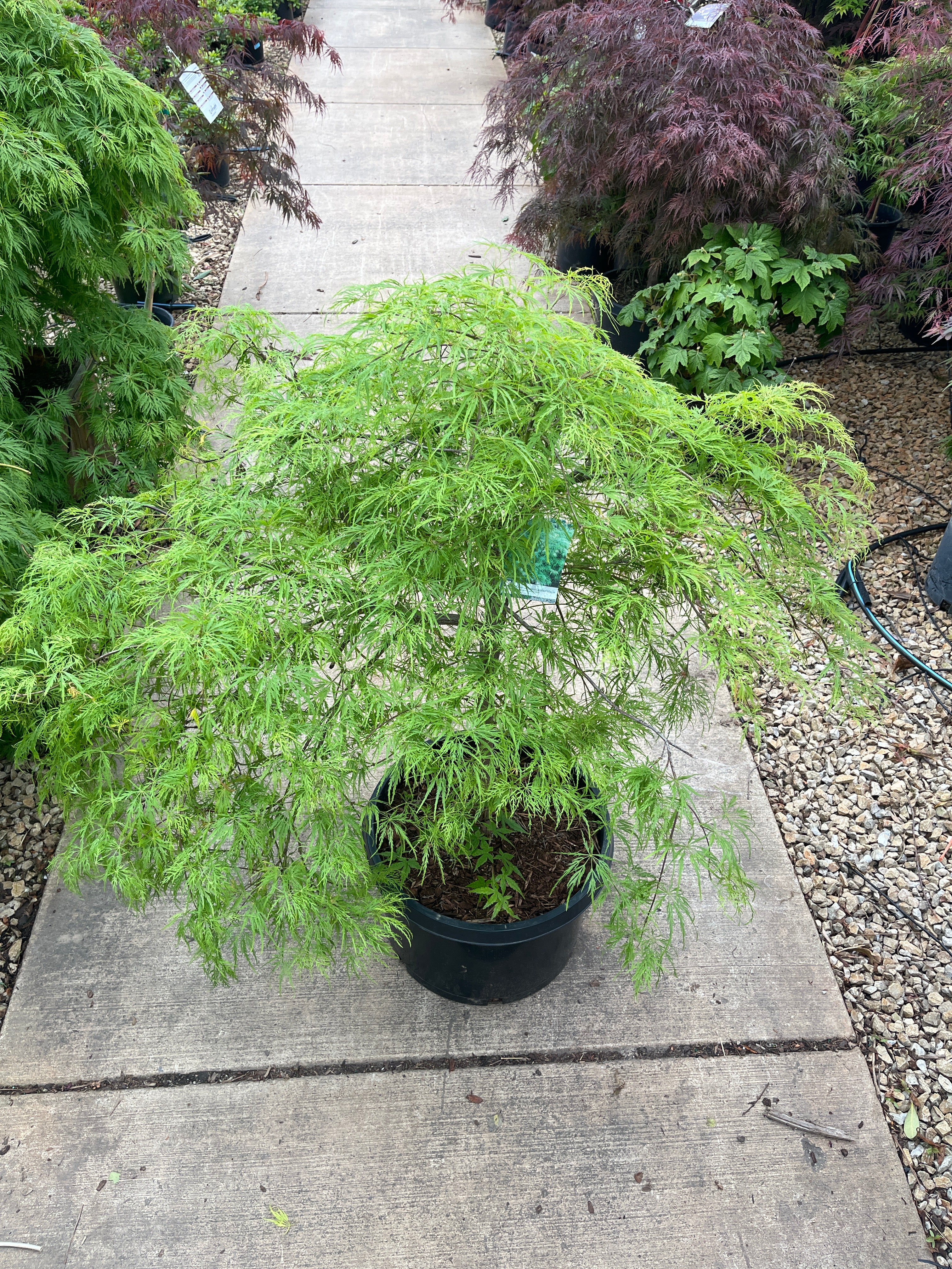 MAPLE JAPANESE VIRDIS - Image 3