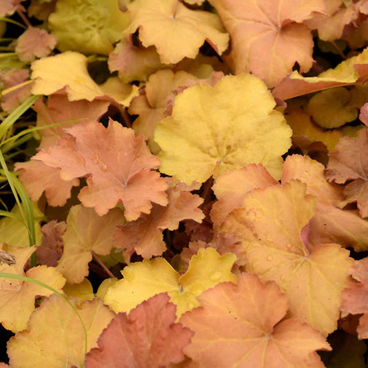 Heuchera Coral Bell Caramel - 8" Potted Perennial
