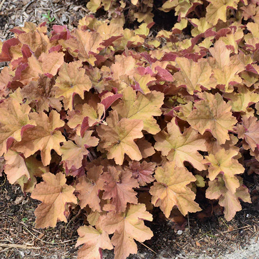Heuchera Coral Bell Caramel - 8" Potted Perennial - Image 2