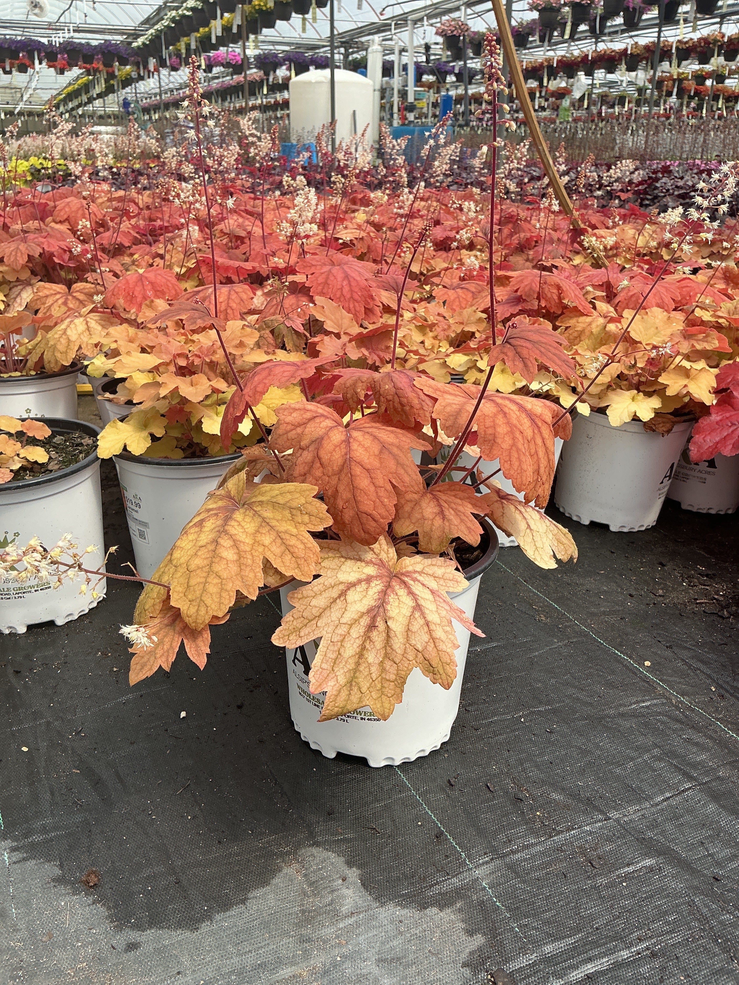 Heuchera Coral Bell Caramel - 8" Potted Perennial - Image 3