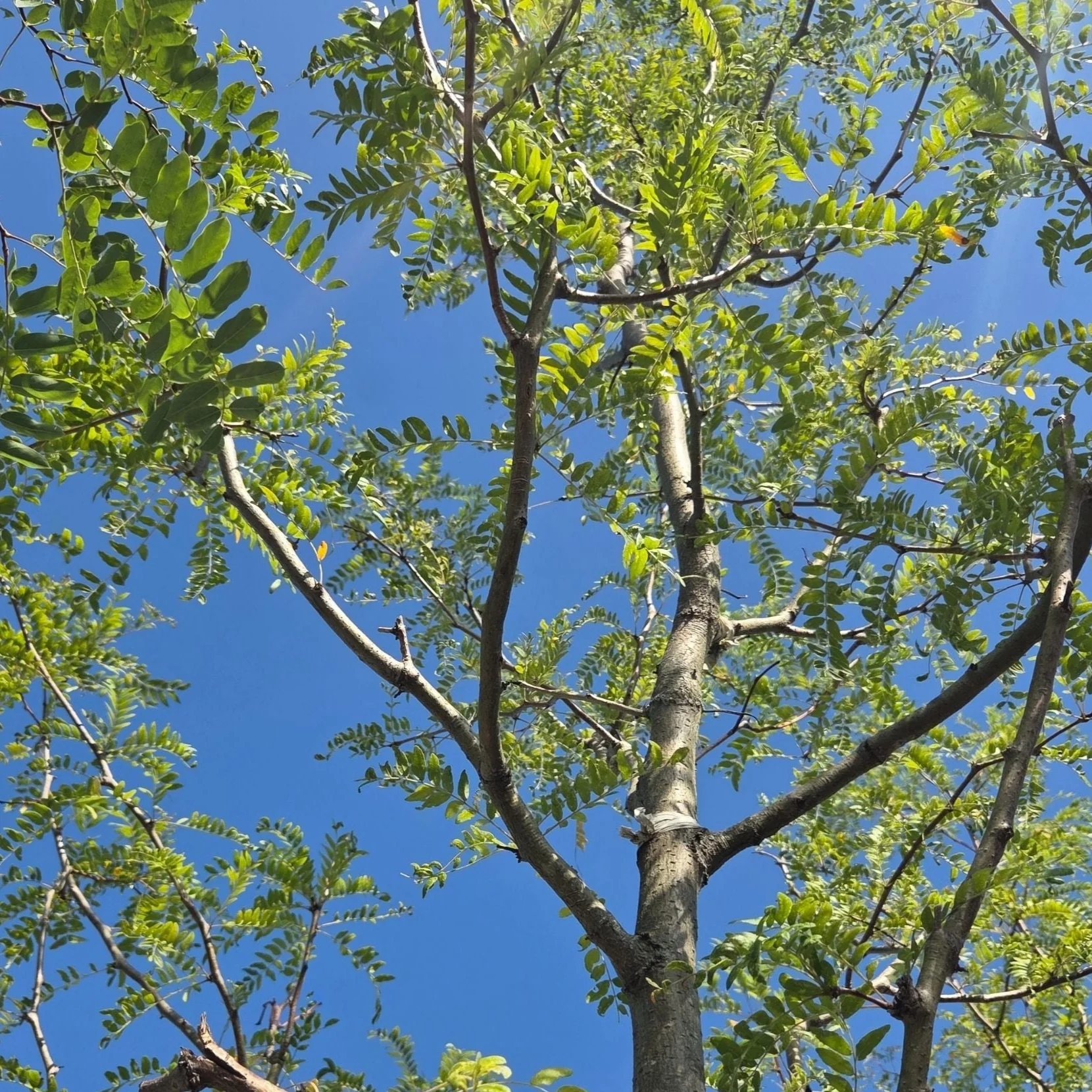 Skyline Honeylocust - Gleditsia triacanthos 'Skycole' - 2" Caliper Ball & Burlap Tree - Image 2