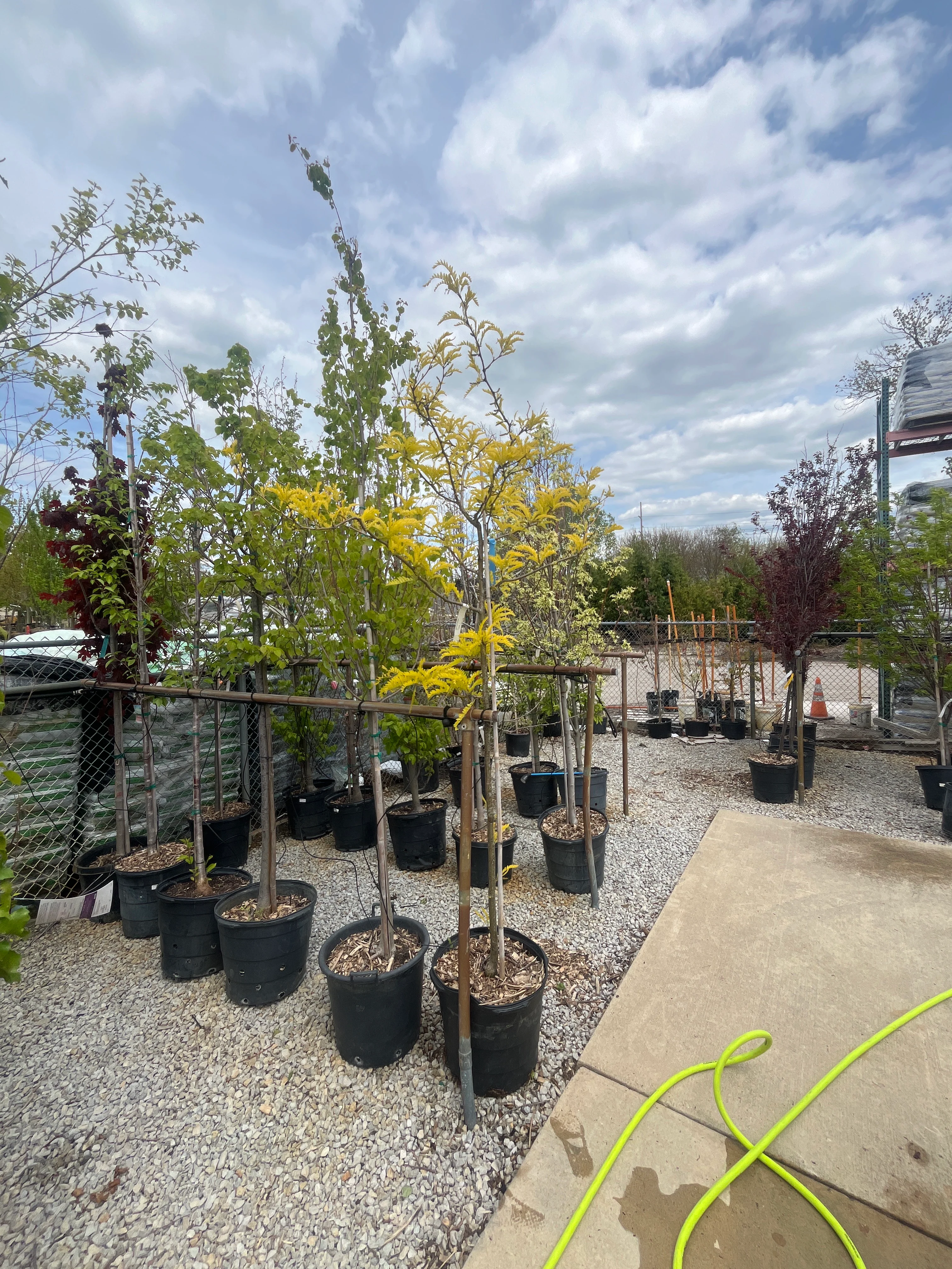 Sunburst Honeylocust - Gleditsia triacanthos 'Suncole' - 15 Gallon Potted Shade Tree - Image 3