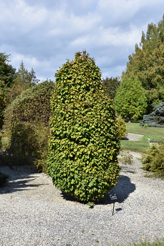 Columnaris Nana Hornbeam - Carpinus betulus 'Columnaris Nana' - 84" Ball & Burlap Tree