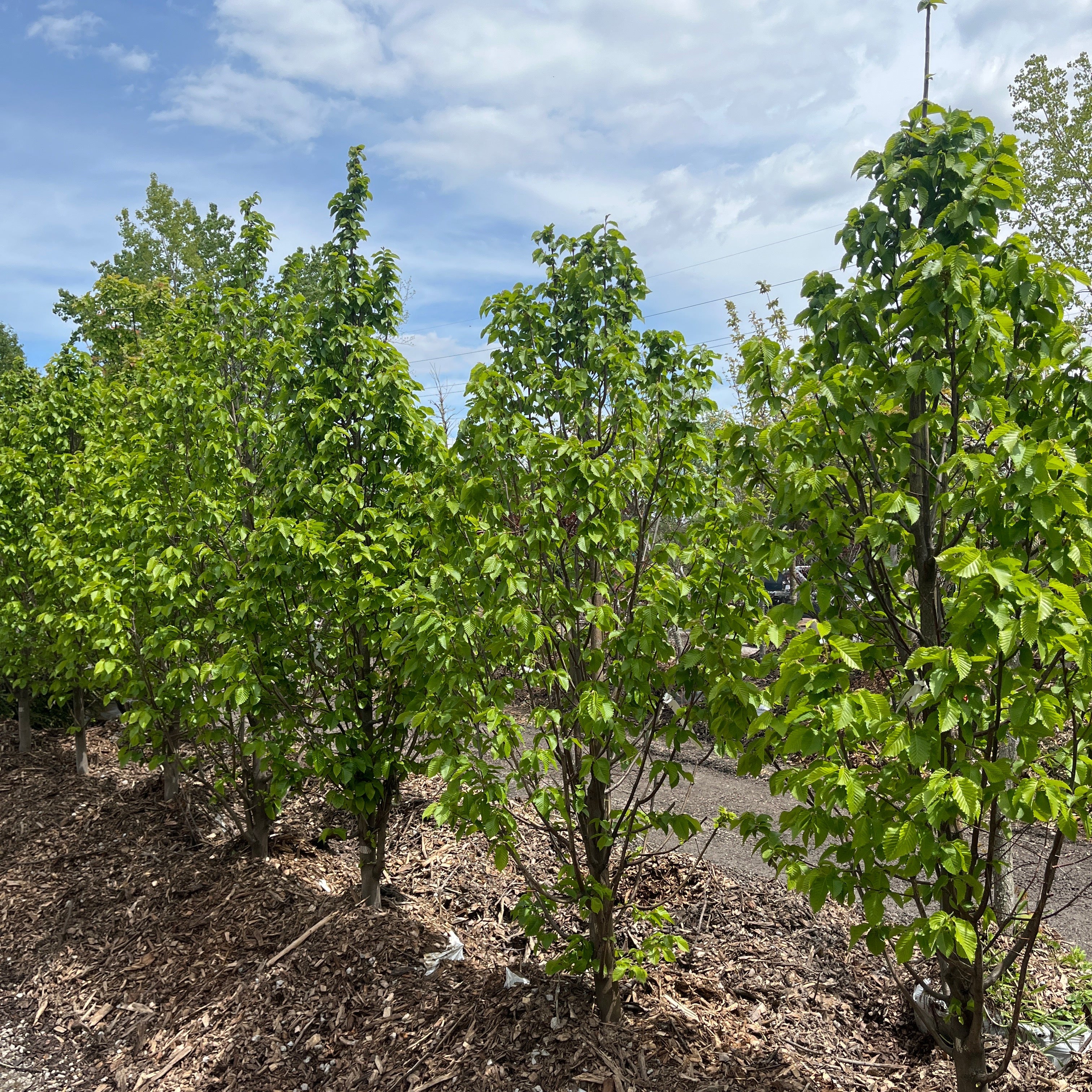 Emerald Avenue® Hornbeam - Carpinus betulus - 2" Caliper Ball & Burlap Tree