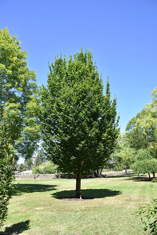 Emerald Avenue® Hornbeam - Carpinus betulus - 2" Caliper Ball & Burlap Tree - Image 2