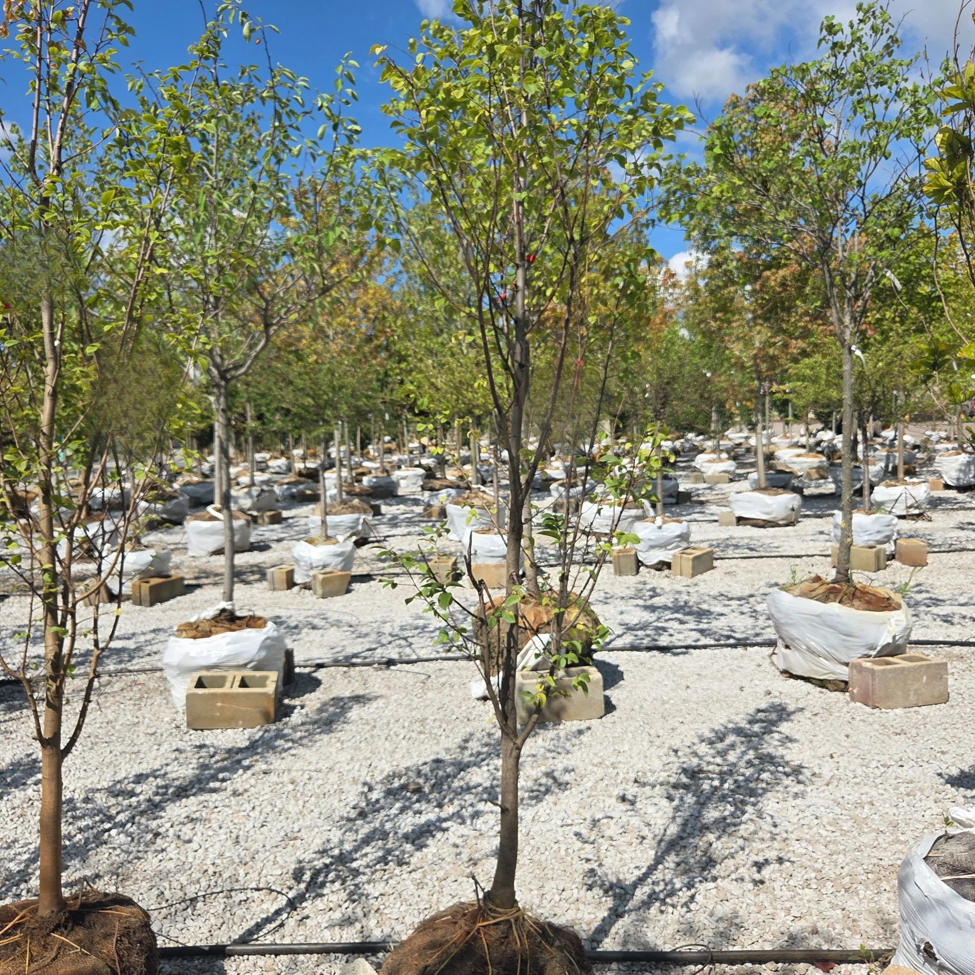 Lucas Columnar Hornbeam - Carpinus betulus - Ball & Burlap Tree (Multiple Sizes)