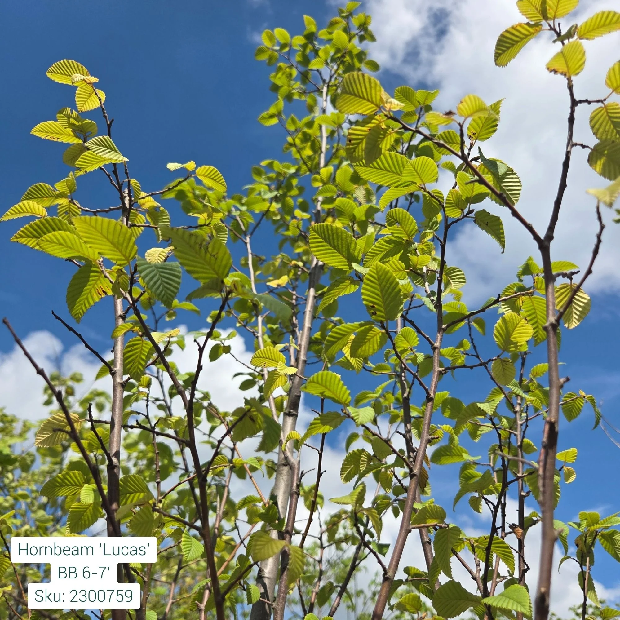 Lucas Columnar Hornbeam - Carpinus betulus - Ball & Burlap Tree (Multiple Sizes) - Image 2