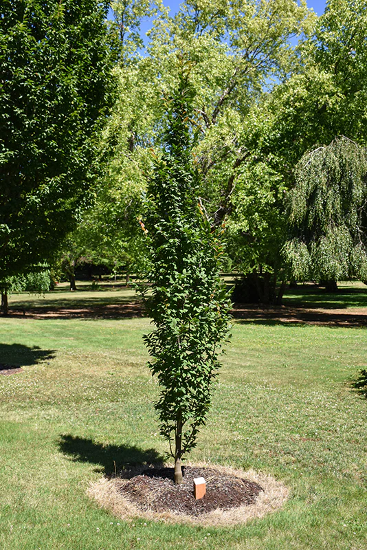 Lucas Columnar Hornbeam - Carpinus betulus - Ball & Burlap Tree (Multiple Sizes) - Image 3