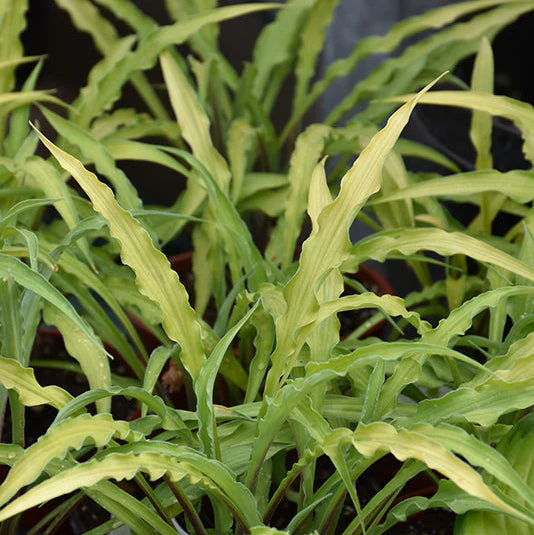 Hosta Plantain Lily Curly Fries - 8" Potted Perennial - Image 2
