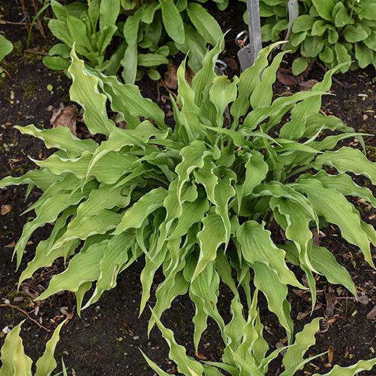 Hosta Plantain Lily Curly Fries - 8" Potted Perennial - Image 3