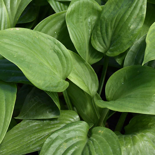 Hosta Plantain Lily Humpback Whale - 8" Potted Perennial