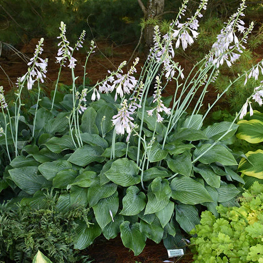 Hosta Plantain Lily Krossa Regal - 8" Potted Perennial - Image 2