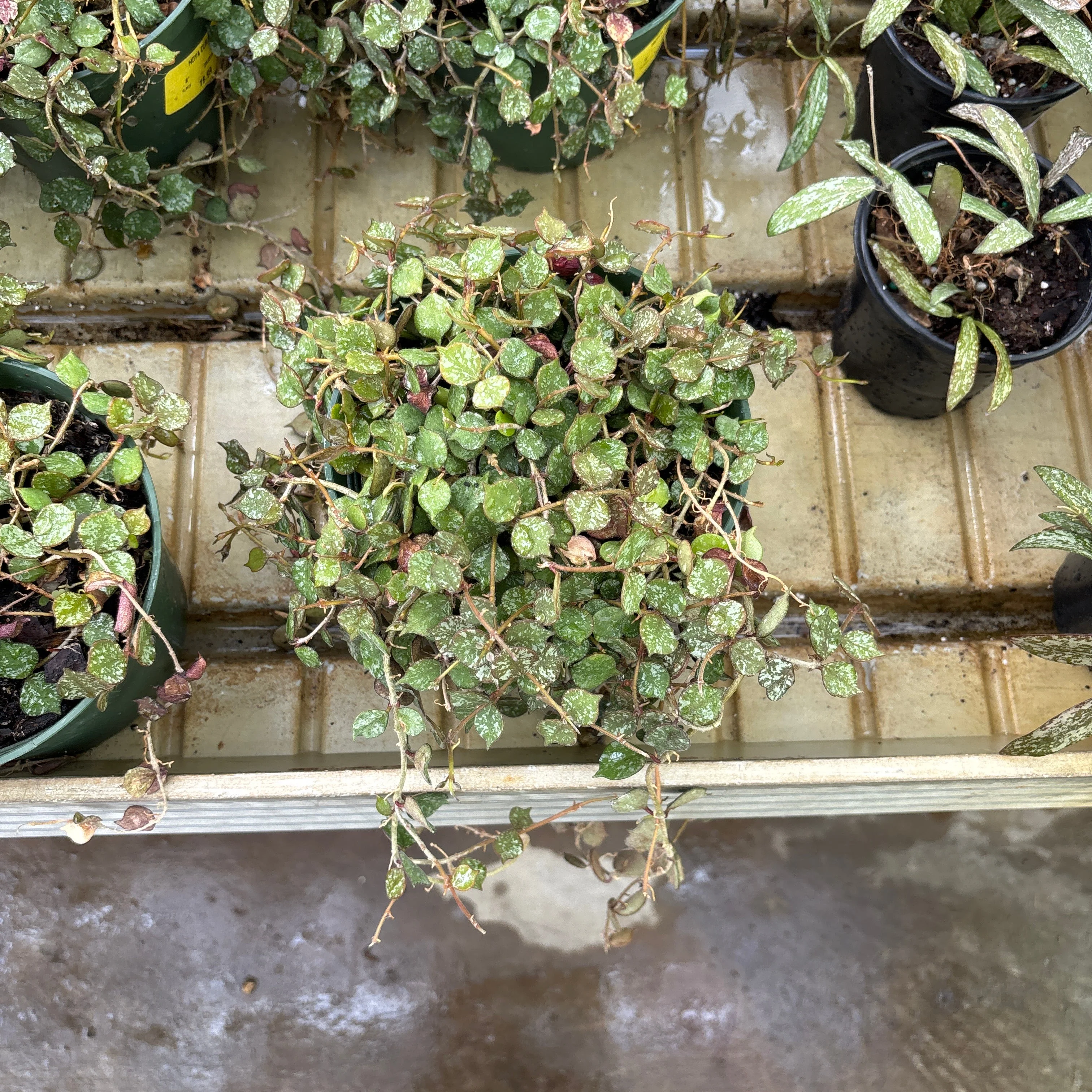 Wax Plant - Hoya curtsii - 4" Pot