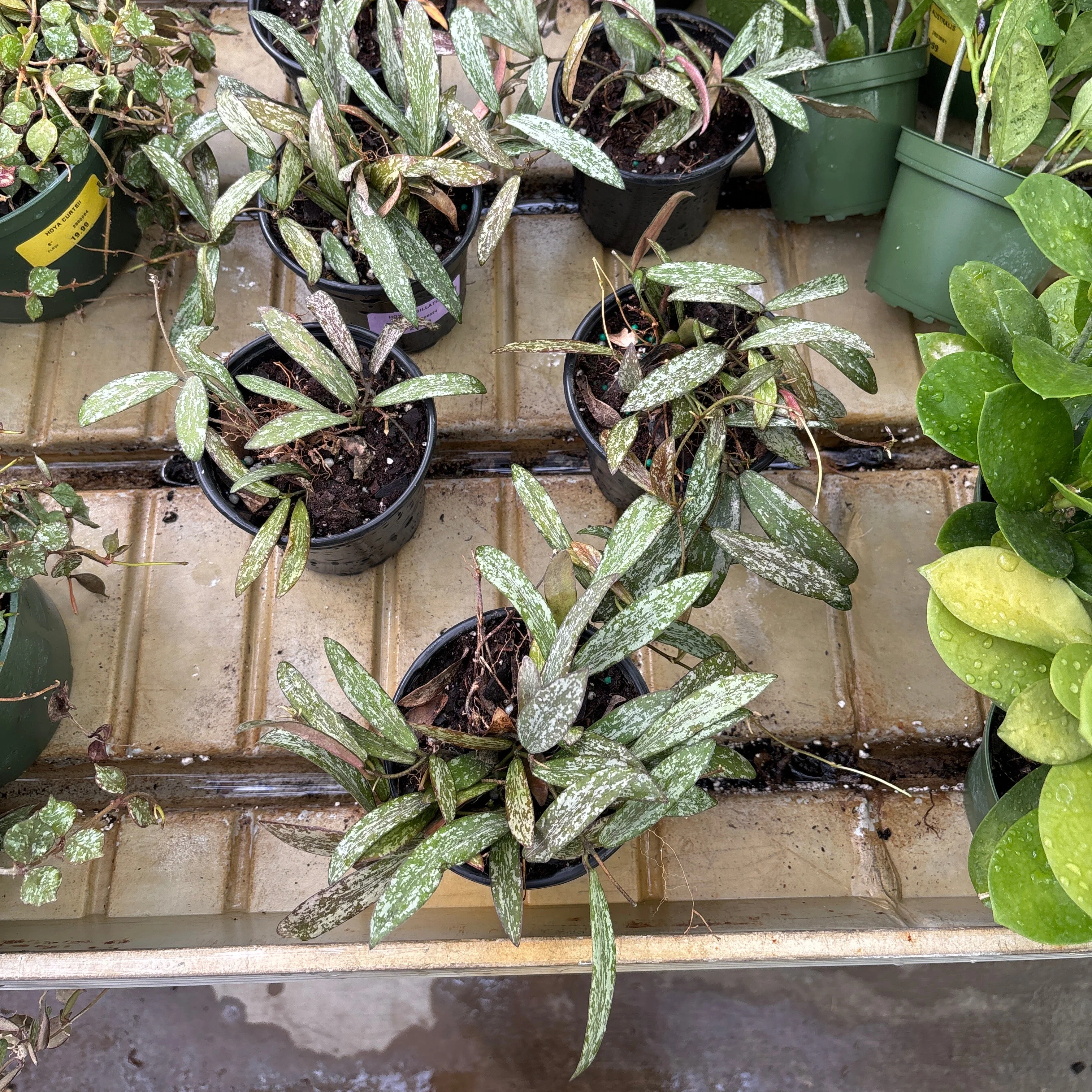 Wax Plant - Hoya Sigillatis - 4" Pot