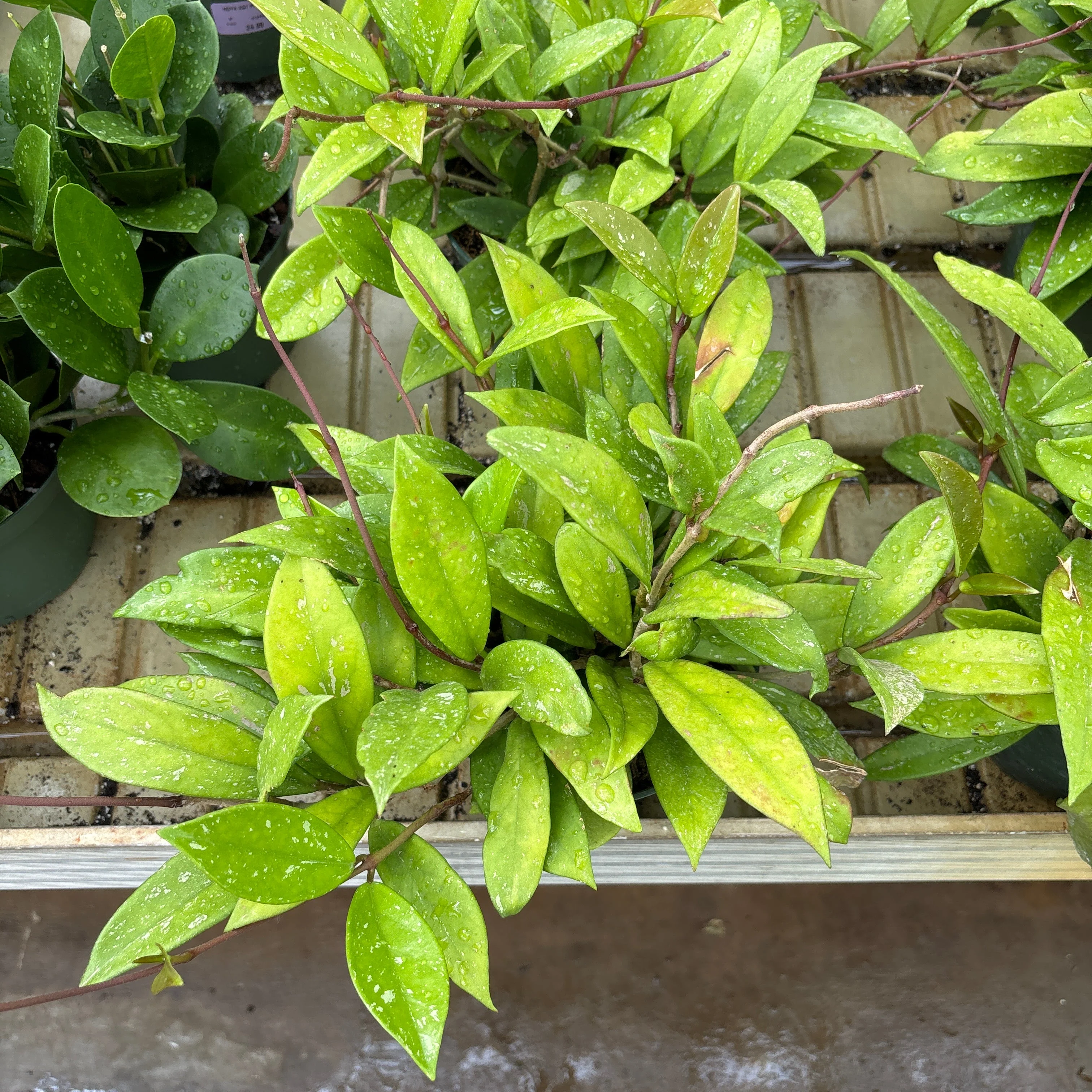 Silver Splash Hoya - Hoya pubicalyx - 6" Pot