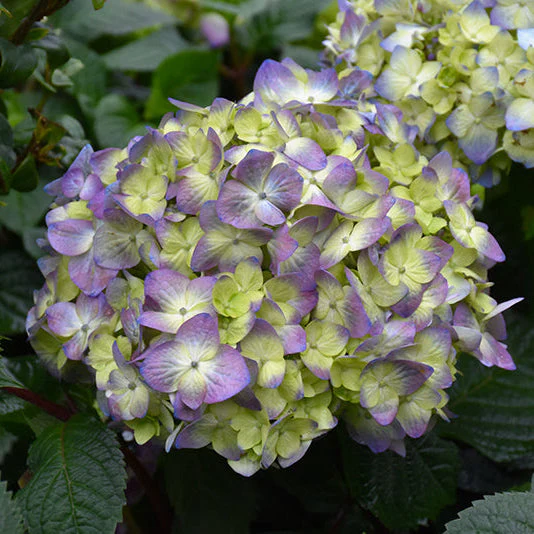 Hydrangea Endless Summer Bloomstruck - 2 Gallon Pot