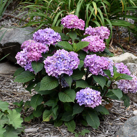 Hydrangea Endless Summer Bloomstruck - 2 Gallon Pot - Image 2