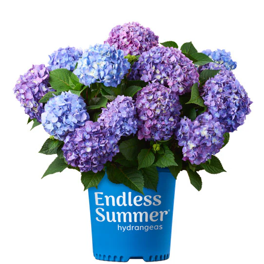 Hydrangea Endless Summer Bloomstruck - 2 Gallon Pot - Image 4