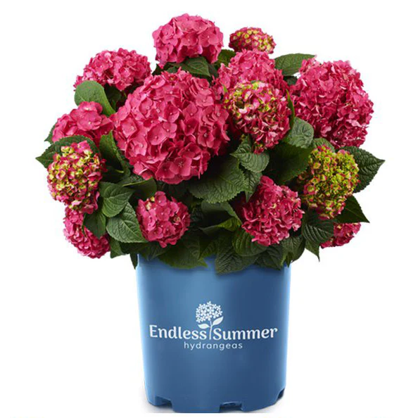 Hydrangea Endless Summer Summer Crush - 2 Gallon Pot - Image 4