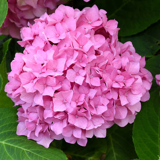 Hydrangea Let's Dance Rhythmic Blue - 2 Gallon Pot
