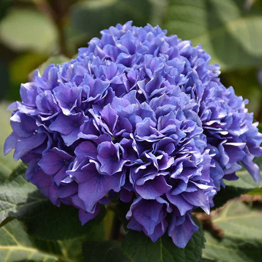 Hydrangea Let's Dance Rhythmic Blue - 2 Gallon Pot - Image 3