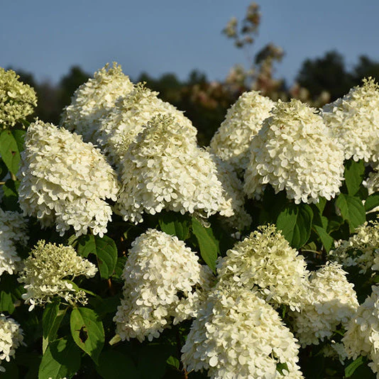 Hydrangea Limelight - 3 Gallon Pot - Image 2