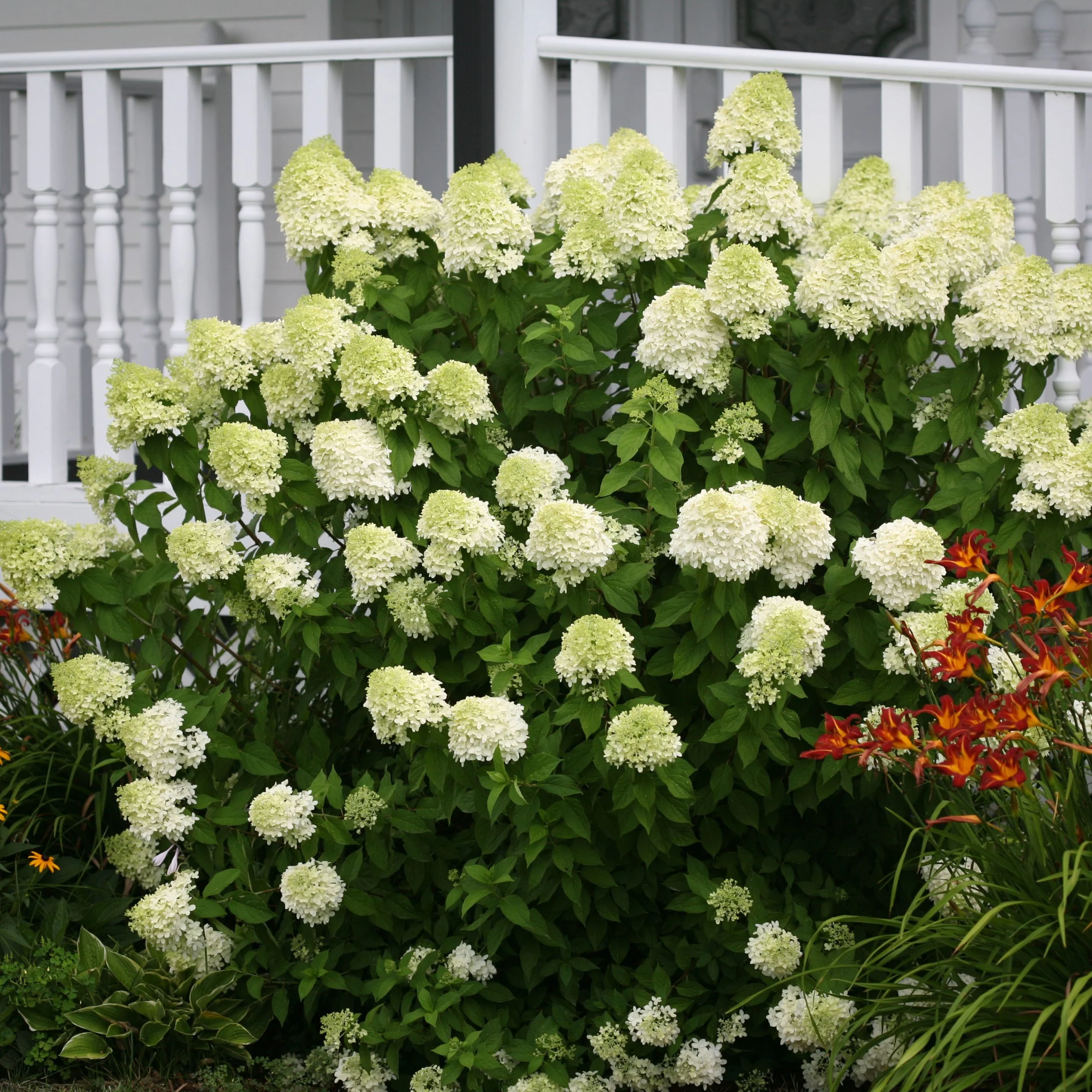 Hydrangea Limelight - 3 Gallon Pot - Image 3