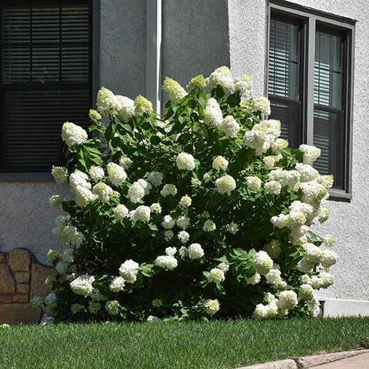 Hydrangea Limelight Prime - 2 Gallon Pot