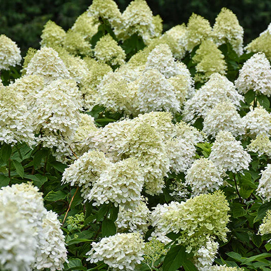 Hydrangea Limelight Prime - 2 Gallon Pot - Image 2