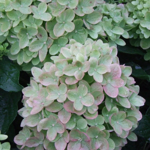 Hydrangea Little Lime - 2 Gallon Pot