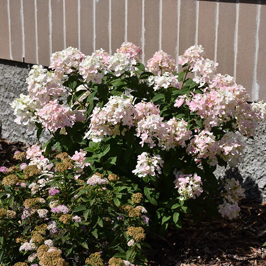 Hydrangea Little Quick Fire - 3 Gallon Pot - Image 2