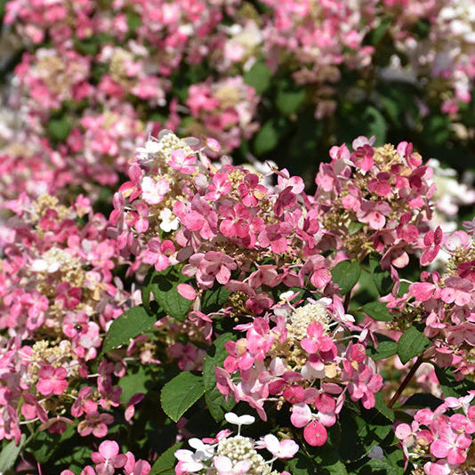 Hydrangea Little Quick Fire - 3 Gallon Pot - Image 3
