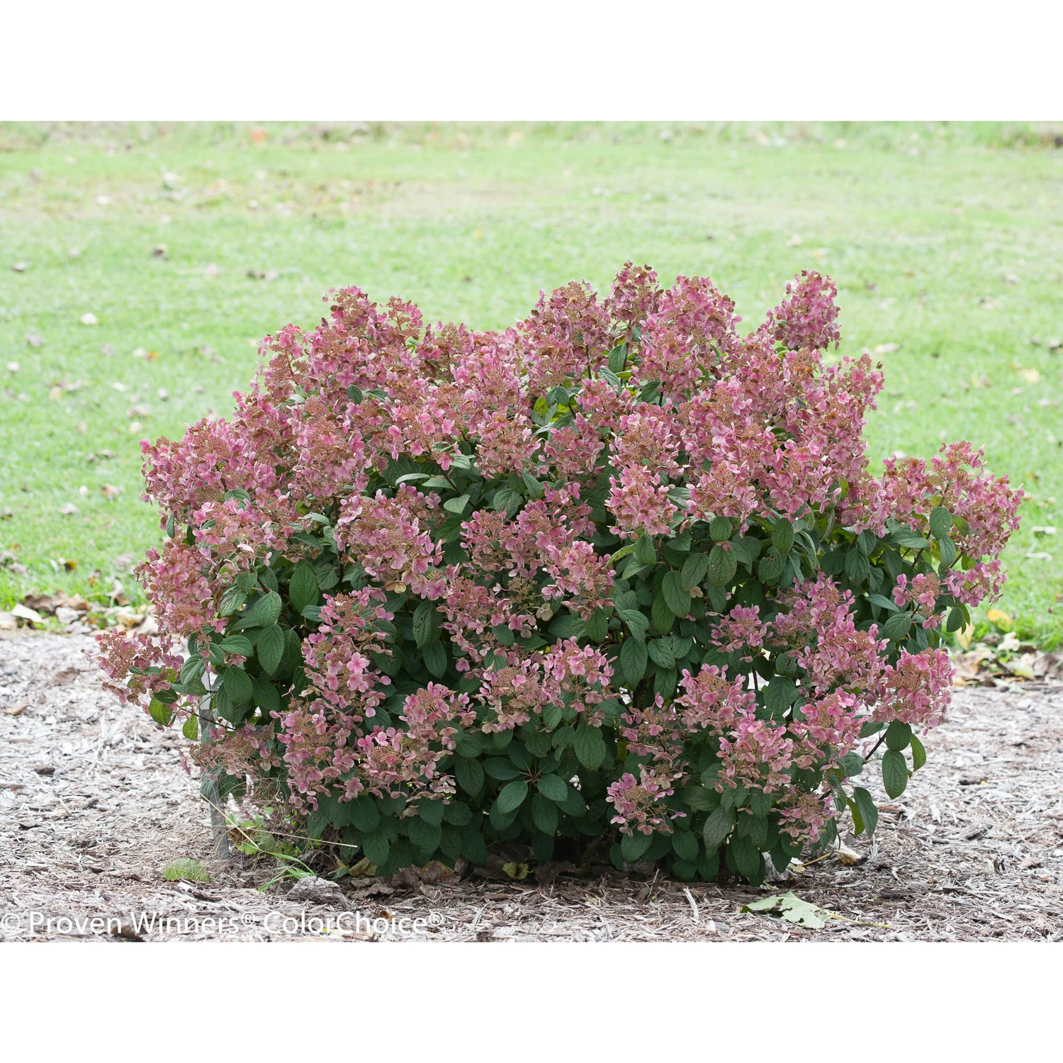 Hydrangea Little Quick Fire - 3 Gallon Pot - Image 4