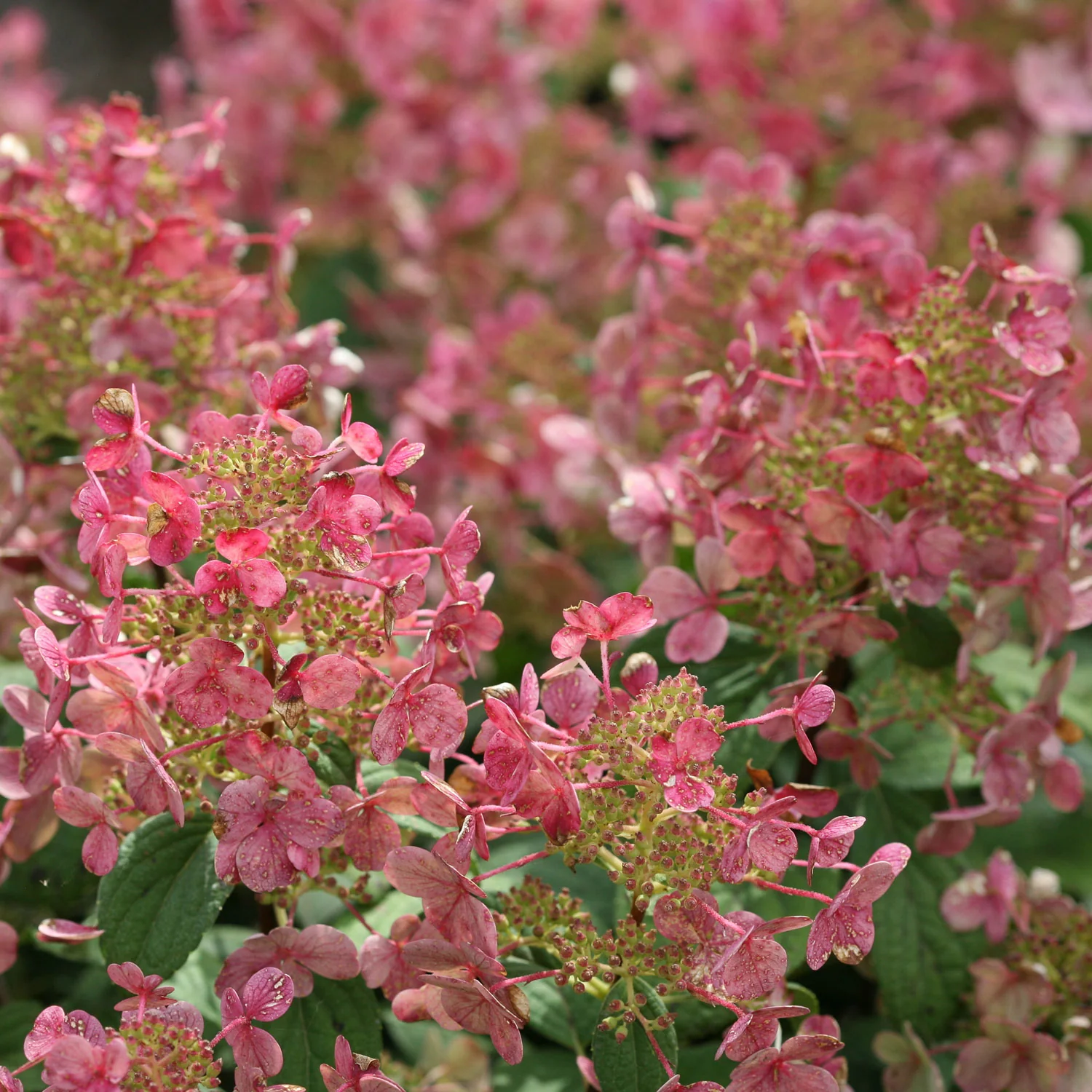 Hydrangea Little Quick Fire - 3 Gallon Pot - Image 5