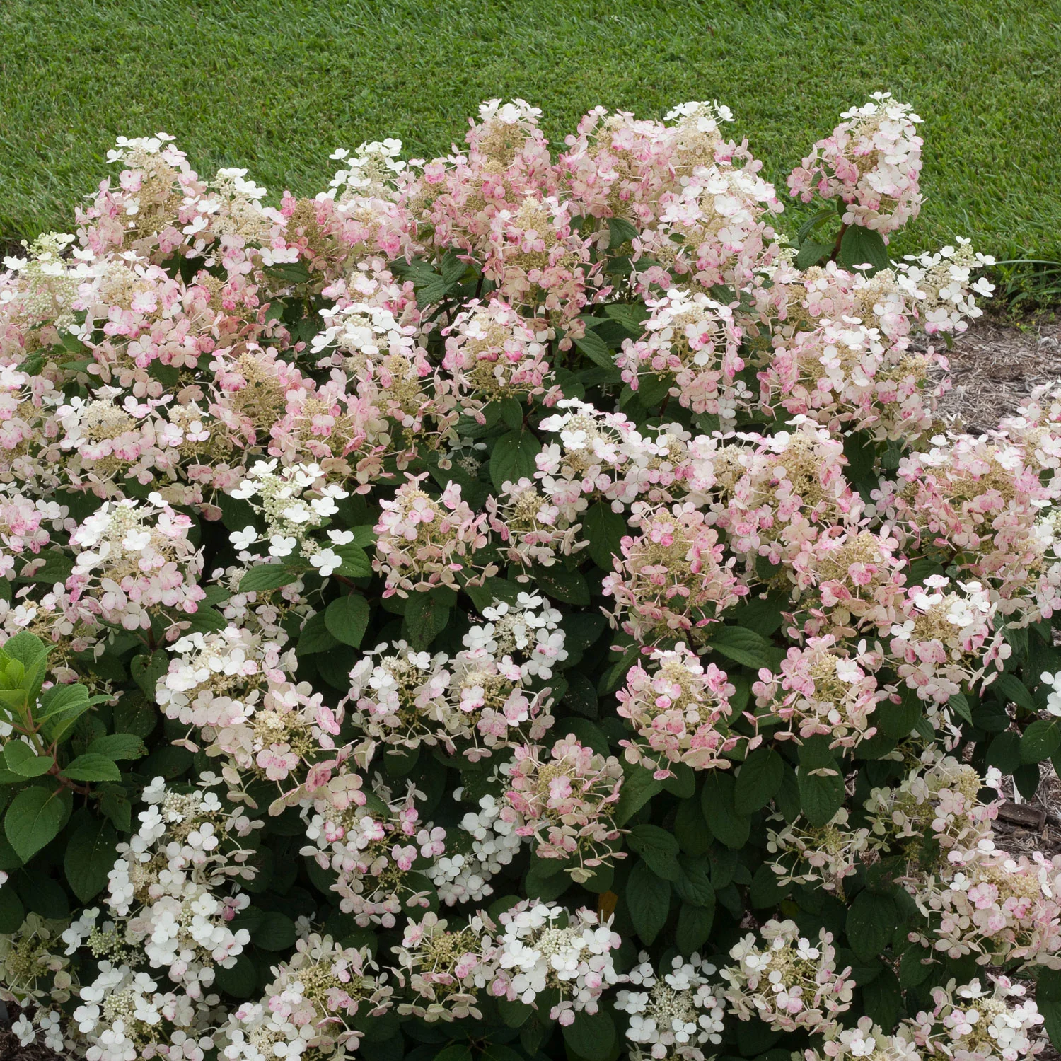 Hydrangea Little Quick Fire - 3 Gallon Pot - Image 6