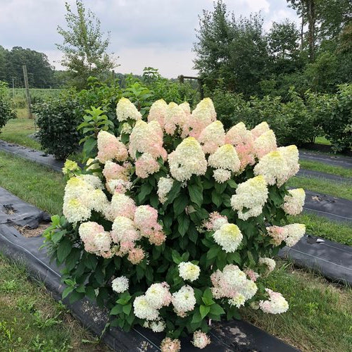 Hydrangea Quick Fire Fab - 3 Gallon Pot